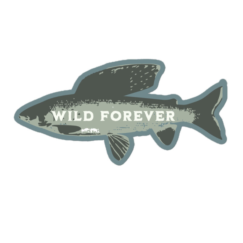 Arctic Grayling Decal